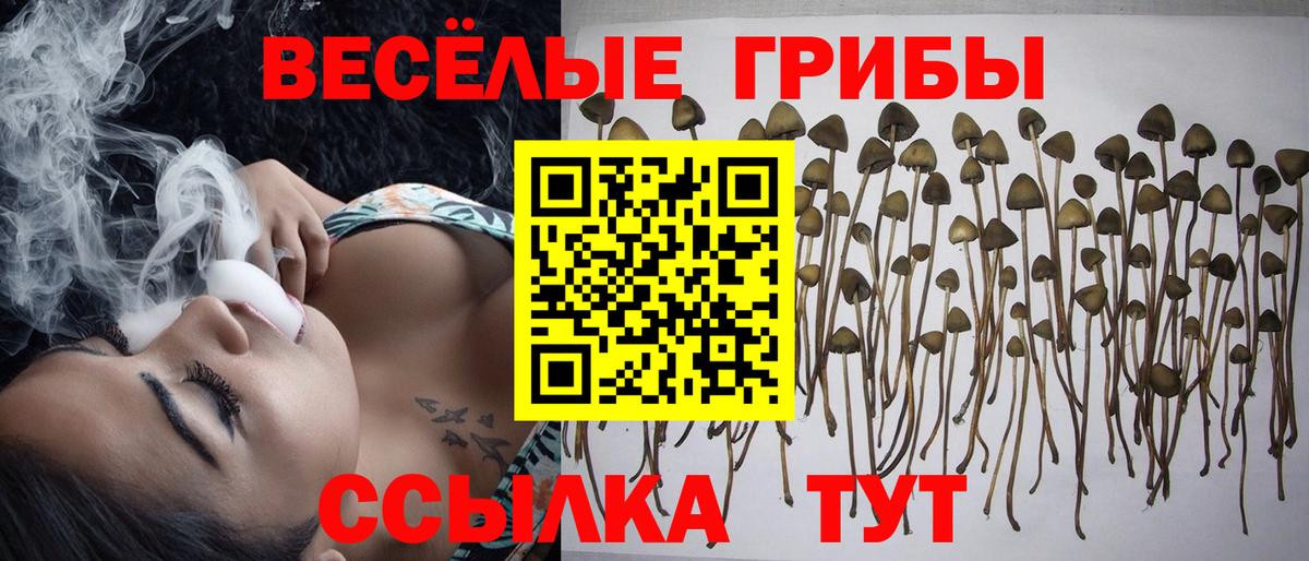 Псилоцибиновые грибы Cubensis  Вход с VPN  Нерюнгри 
